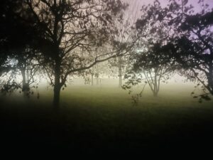 Foggy night at Cà Ranuzza Park - Castelfranco Emilia (Bo) -January 2025