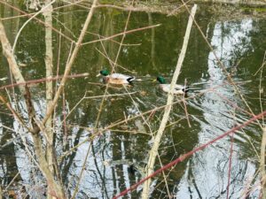 Ducks at Villa Sorra - Castelfranco Emilia (BO) - February 2025